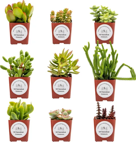 Miniatura 2 de Live Crassula - Paquete variado de plantas suculentas, plantas bien enraizadas en macetas de 2 pulgadas, plantas de interior reales, pequeñas