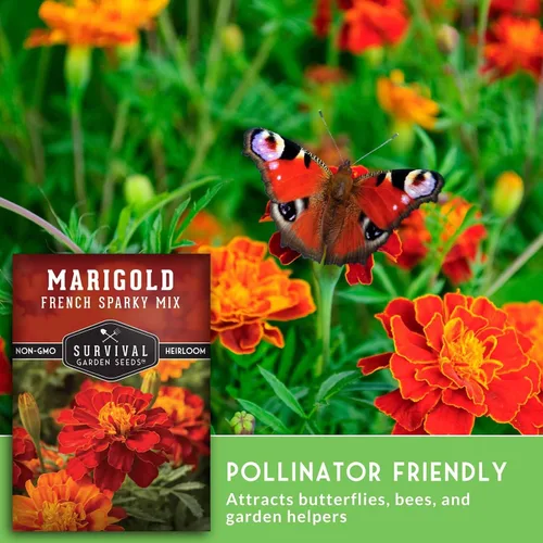 Miniatura 4 de Semillas de caléndula chispeante francesa para plantar, planta y cultiva flores de pátula roja y naranja en tu huerto casero, reliquia sin OMG