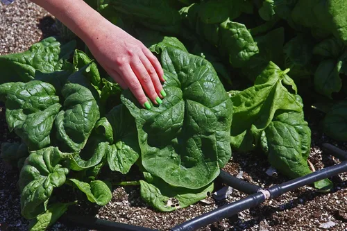 Miniatura 5 de Semillas de espinacas gigantes durante todo el año Verduras tradicionales verdes para plantar semillas sin OMG 300