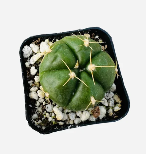 Plantas vivas de cactus y suculentas (maceta de 5 cm Gymnocalycium Horstii)