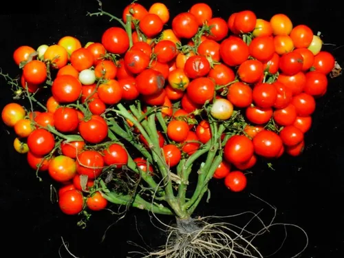 Miniatura 2 de Semillas Verduras de Tomate Rojo - 50 Semillas