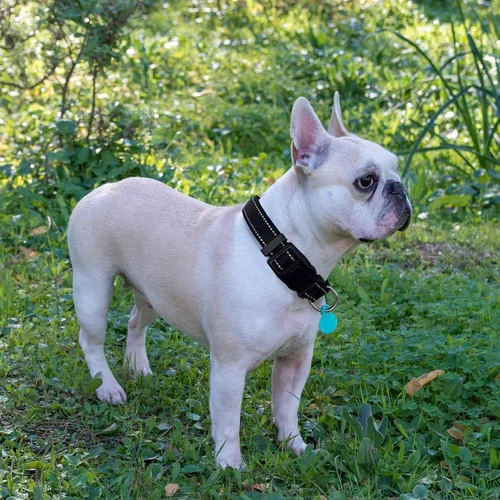 Miniatura 5 de Ladoogo collar reflectante para perro con acolchado de neopreno suave, collares de nylon transpirables y ajustables para perros pequeños, medianos