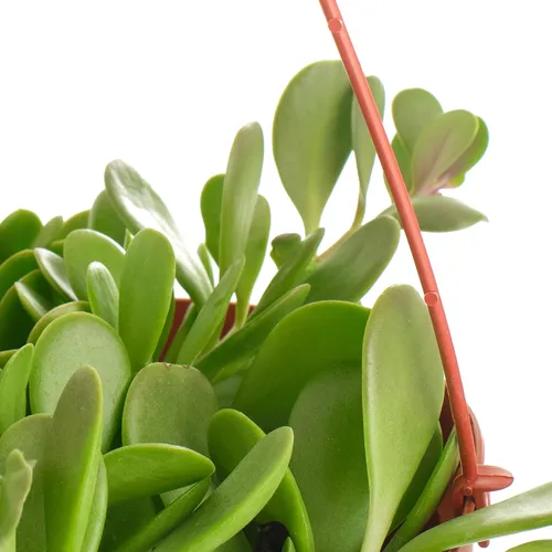 Miniatura 3 de Shop Succulents Planta Suculenta de Jade Rastrero, Senecio Jacobsenii, Planta Suculenta Viva de 6 Pulgadas Completamente Enraizada con Colgador