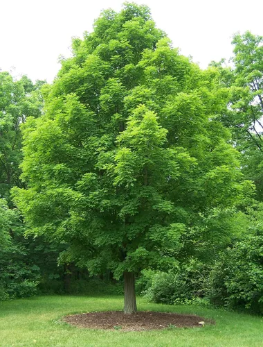 Miniatura 9 de Árbol de Arce Azúcar del Norte Semillas Premium Acer Saccharum 'Fall' Plants' (Premium Seeds, 50)