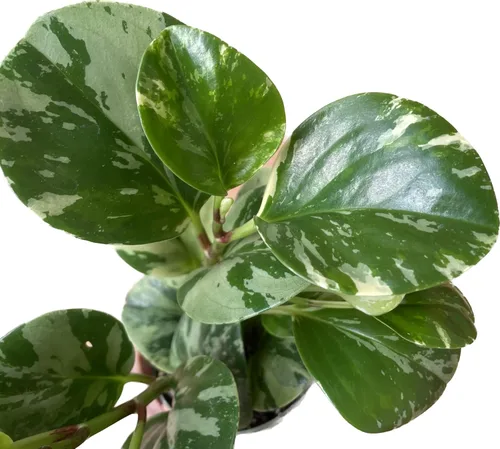Miniatura 6 de Planta de caucho vivo – Mármol Peperomia – Mármol Peperomia Obtusifolia abigarrado – Disponible en macetas de 3, 4 y 6 pulgadas – Vendedor de CA
