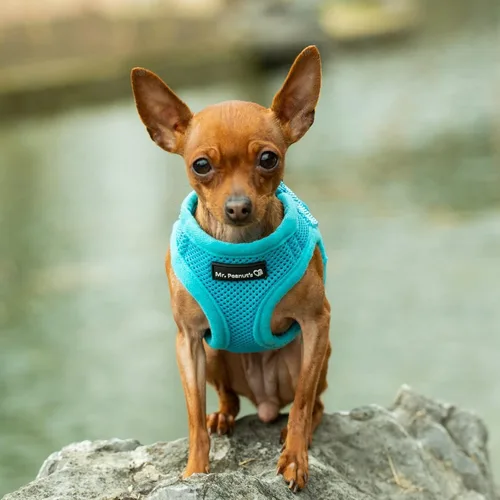 Miniatura 8 de Mr. Peanut's PupTrek - Arnés de malla suave para perros y gatos pequeños (talla XS, negro)