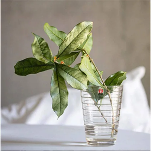 Miniatura 9 de Iittala Juego de 2 vasos transparentes de 11.2fl oz, 2 unidades (paquete de 1)
