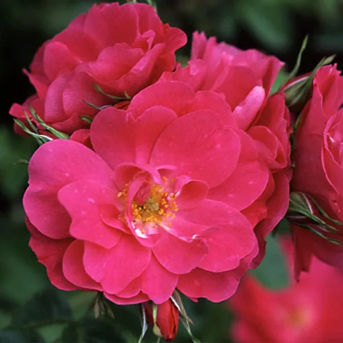 Miniatura 6 de Heirloom Roses Planta de rosas - John Cabot Rose Bush, planta viva resistente para plantar al aire libre