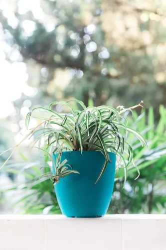 Miniatura 7 de GARDENIX DECOR Macetas de riego automático para plantas de interior, paquete de 3 – Maceta con indicador de nivel de agua para plantas, herramienta