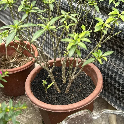 Miniatura 7 de Rocas de lava negras de 2.4 libras para plantas, suelo de roca volcánica hortícola de lava para drenaje de plantas de paisajismo, pequeña grava