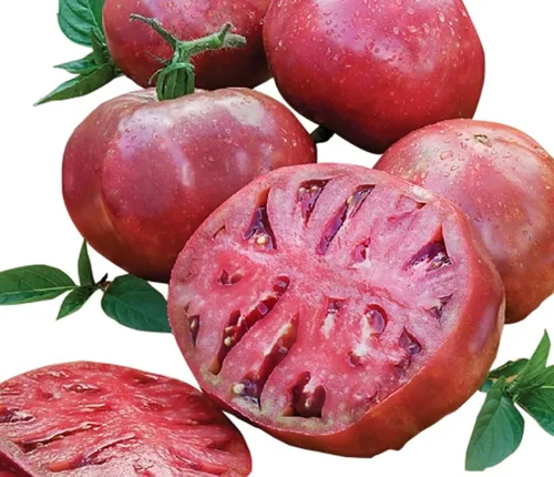 Miniatura 3 de Cherokee Purple Heirloom Semillas de tomate – Tomate grande – Uno de los tomates más deliciosos para el cultivo en casa