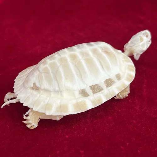 Miniatura 6 de Venta al por mayor 1/2/3/5/10 piezas de taxidermia animales reales, espécimen de huesos reales, suministros de arte hueso veterinario medicina 1: 1