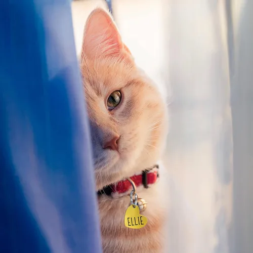 Miniatura 2 de Ultra Joys Etiquetas de identificación personalizadas de perros y gatos para mascotas, etiquetas de identificación personalizadas en la parte