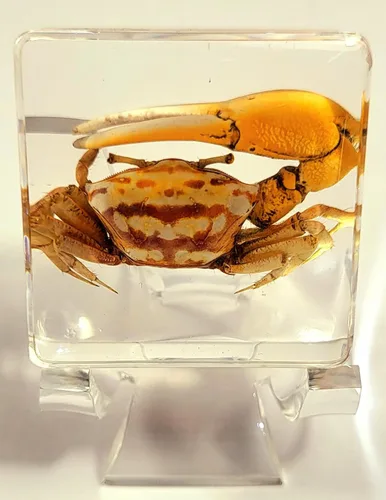 Miniatura 14 de Murciélago de bambú real menor de 5.5 pulgadas en resina de Lucite cristalina, espécimen de pisapapeles, colección de manualidades de taxidermia