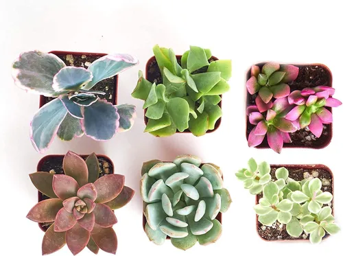 Miniatura 13 de Shop Succulents Colección surtida Surtido variado de plantas suculentas reales de interior, totalmente arraigadas, paquete de 20 unidades B