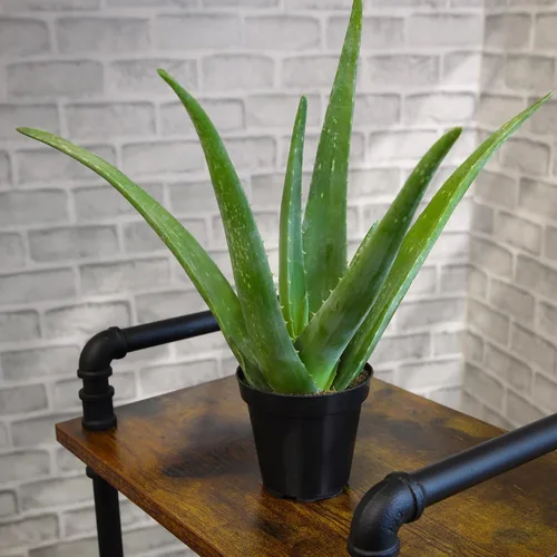 Miniatura 4 de Planta de aloe vera plantas suculentas vivas (paquete de 3), plantas suculentas vivas de aloe vera, planta de aloe vivo en maceta de aloe, plantas