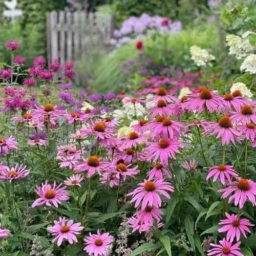 Miniatura 2 de 100 semillas de equinácea morada – Semillas de flores de equinácea rosa para plantar, variedad de reliquia sin OMG para jardines de flores silvestres