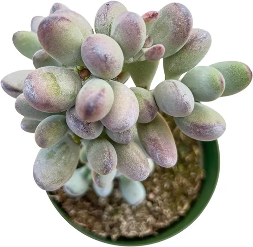 Sprout N Green Cotyledon Orbiculata cv., Rara planta suculenta viva enraizada en maceta de 4 pulgadas, decoración de boda en interiores y