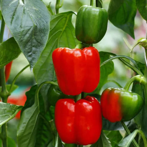 Miniatura 3 de Bonnie Plants Plantas vegetales vivas de pimiento rojo - Paquete de 4, sin OMG, plantas de 2 a 3 pies, tamaño de pimienta de 4.5 x 4 pulgadas