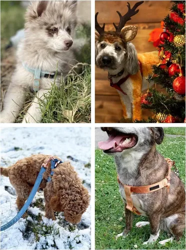 Miniatura 3 de ARING PET Arnés halter para perro, arnés de terciopelo para perro, arnés halter para perro sin tirones, arnés ajustable resistente para perros
