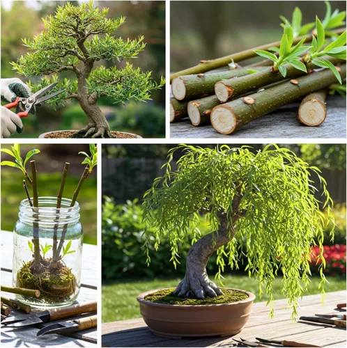 Miniatura 3 de Árbol bonsái de sauce llorón americano enano para cultivar, material de bonsái de crecimiento rápido, para interiores y exteriores