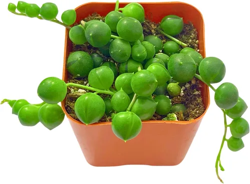 Miniatura 3 de Suculentas plantas vivas de 2 pulgadas, Planta rosario variegada, minisuculentas, plantas de interior de fácil cuidado enraizadas en mezcla