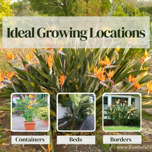 Miniatura 5 de Bird of Paradise Plants Live (paquete de 4), plantas Strelitzia con flores perennes de naranja (2) y blancas (2), plantas de interior/exterior