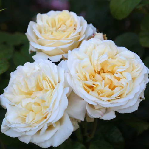 Miniatura 3 de Rosas de té híbridas de reliquia, planta de raíz propia viva para jardín al aire libre, Moonlight Romantica®, muy fragantes, zonas de rusticidad