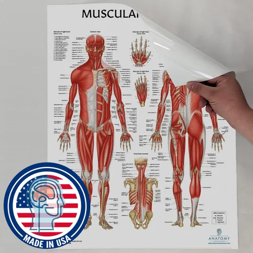 Miniatura 4 de Anatomy Lab Tabla anatómica del sistema muscular, laminado, 17.3 x 22.5 pulgadas, diagrama de los músculos, carteles médicos, póster del sistema