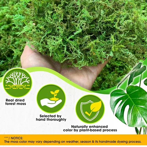Miniatura 2 de DUSPRO Musgo Verde Mejorado para Manualidades, Musgo Real de Bosque en Plantas en Maceta, Musgos Decorativos para Centros de Mesa de Boda, Navidad