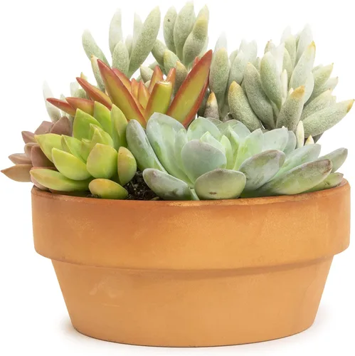Miniatura 5 de Plants for Pets - Surtido de suculentas vivas en maceta de arcilla, jardinera para suculentas de jardín, regalos únicos de jardinería para amantes