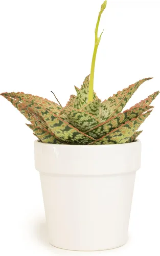 Miniatura 4 de Plantas suculentas de aloe vivo, plantas de aloe estrella viven con maceta blanca, plantas suculentas viven en una mezcla de tierra para macetas