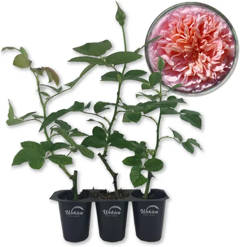 Miniatura 7 de Abraham Darby Rose Bush - Planta de inicio vivo en una maceta de 2 pulgadas, rosa herencia bellamente fragante de Florida, una belleza versátil