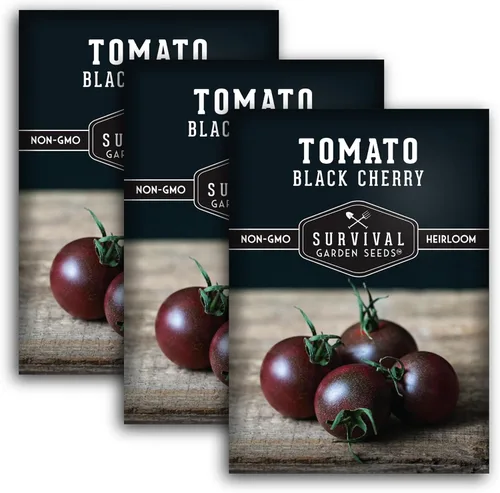 Miniatura 11 de Semillas de tomate cereza negra para plantar – Variedad indeterminada de reliquia sin OMG – Cultiva altos rendimientos de tamaño de morada profunda