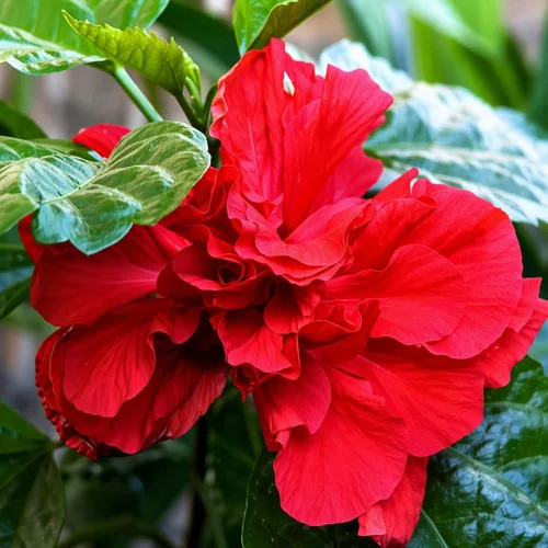 5 arbustos de hibisco rojo Lucy Rose of Sharon (Althea) - Plantas vivas de 10 a 18 pulgadas de alto - Plántulas de arbustos/árboles en flor - Rojo