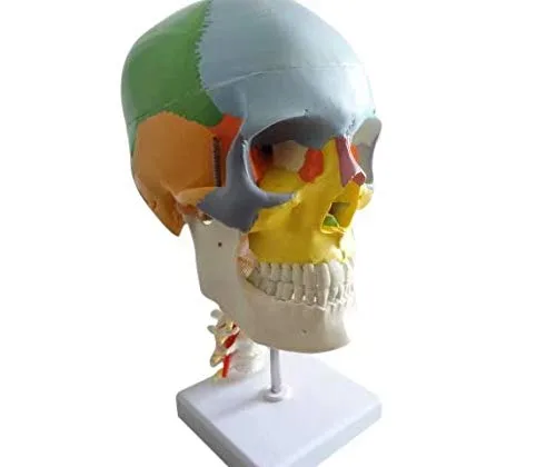 Miniatura 3 de Modelo de enseñanza anatómica del cráneo humano con 7 vértebras cervicales y arteria con soporte