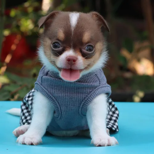 Miniatura 6 de LOPHIPETS Vestido a cuadros para perros pequeños, taza de té para niña, chihuahua, yorkie, cachorro, ropa de gato, cuadros blancos y negros, XXS