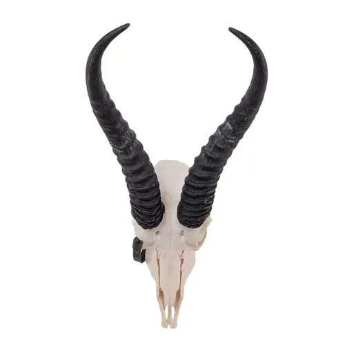 Miniatura 3 de Calavera Springbok (calidad ósea natural A)