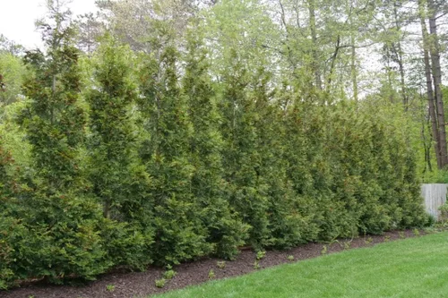 Miniatura 7 de Greenwood Nursery: Árboles vivos – Árbol arborvitae gigante verde + Thuja Standishii X Plicata – [Cantidad: 5 x 2.5 macetas]