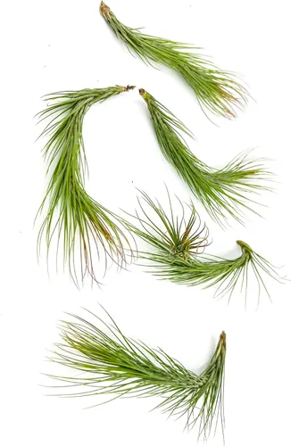 Miniatura 68 de ragnaroc Planta de Aire Viva – Tillandsia Capiput, Jumbo 6-9” - 2 unidades - Llegada Viva Garantizada - Plantas de Casa para Decoración del Hogar