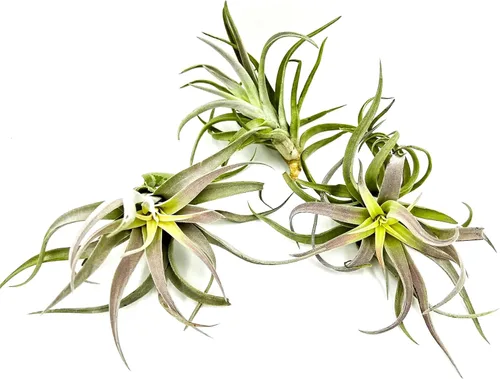 Miniatura 13 de ragnaroc Planta de Aire Viva – Tillandsia Capiput, Jumbo 6-9” - 2 unidades - Llegada Viva Garantizada - Plantas de Casa para Decoración del Hogar