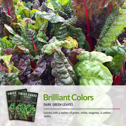 Miniatura 4 de Rainbow - Semillas de acelgas suizas para plantar, mezcla colorida de verde frondoso para jardines de primavera u otoño, tolerantes al calor y al