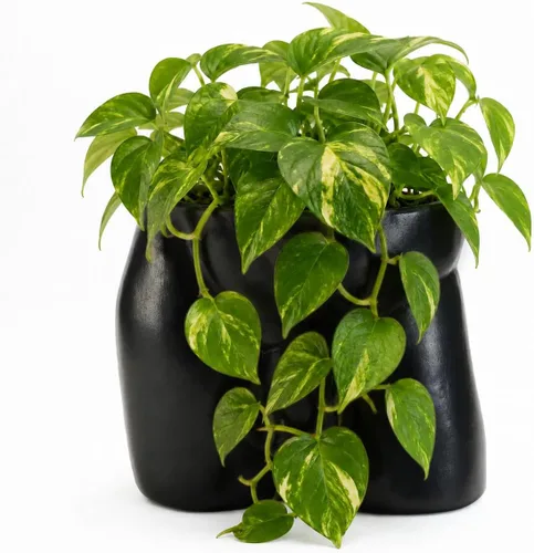 Miniatura 12 de Jarrones de cuerpo para decoración - Maceta de pene, macetas de cuerpo masculino - Jarrón de pene gracioso, maceta para suculentas y cactus