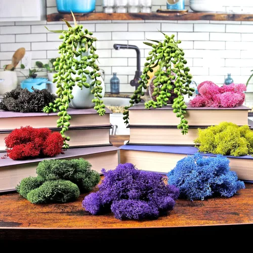 Miniatura 2 de Musgo de reno preservado verde bosque, 2 onzas, para interiores y exteriores, para plantas en maceta, terrarios, jardines de hadas, artes