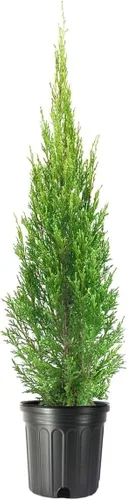 Medora Juniper | Plantas de tamaño de 1 galón vivo | Perfecto para paisajismo durante todo el año, detección de privacidad y entornos de poca agua,