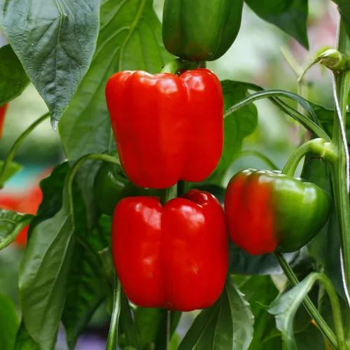 Miniatura 2 de Semillas de pimiento rojo grande, pimiento rojo dulce, semillas de pimiento dulce sin OMG