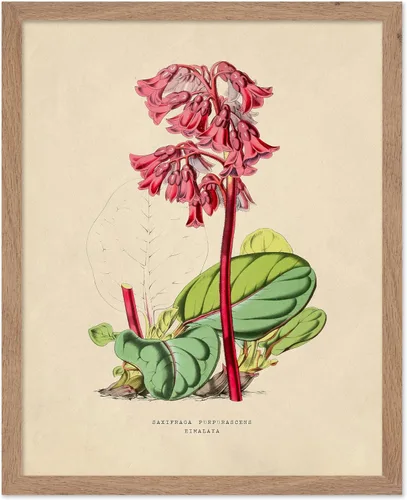 Miniatura 43 de Poster Master Póster Vintage de Plantas Cultivadas - Impresión Botánica Retro - Arte de Flores - Arte de Plantas - Regalo para Hombres y Mujeres