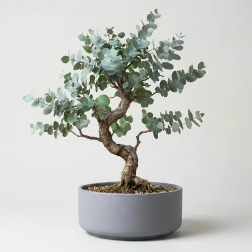 Más de 25 semillas de árbol bonsái de eucalipto en forma de gota plateada, semillas de eucalipto gunnii sin OMG | Fragante verde perenne azul