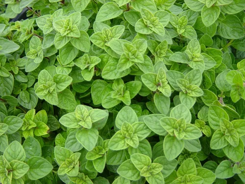 Miniatura 2 de Paquete variado de 5 semillas de hierbas italianas, albahaca, orégano, perejil, salvia, tomillo