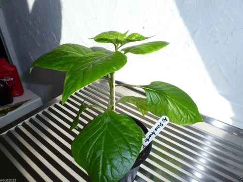 Miniatura 3 de Aji Dulce Amarillo, Semillas de PIMIENTA Aji Dulce (C.chinense) de Venezuela.(20 Semillas)